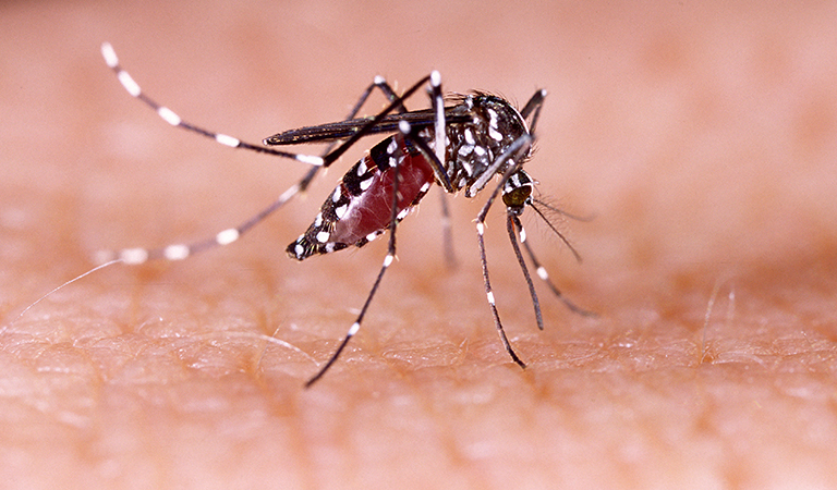 Dengue Treatment clinic in Delhi